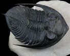Flying Zlichovaspis Trilobite - Beautiful Display #36600-5